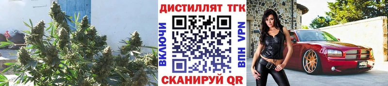 где продают   Борзя  ТГК концентрат 
