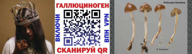 блэк спрут ссылки  Борзя  Псилоцибиновые грибы Cubensis 